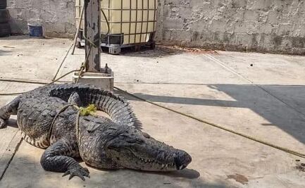 Capturan a 6 cocodrilos en Ciudad Madero, Tamaulipas; uno habría muerto por golpe de calor