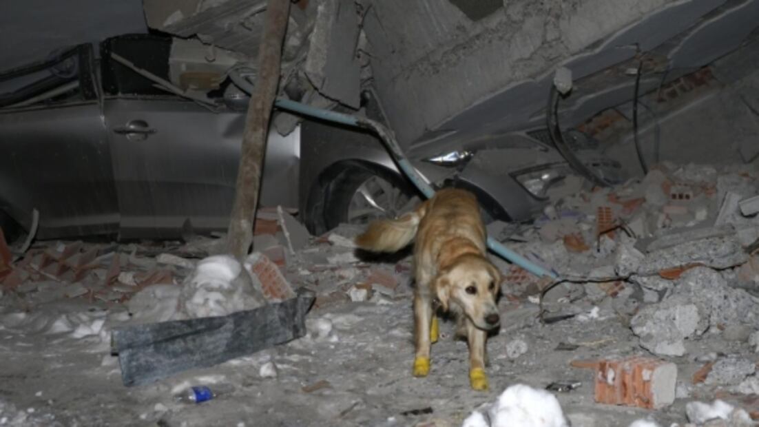 Lastimado y cortado de sus patitas, Kopuk rescata 5 personas de los escombros en Turquía