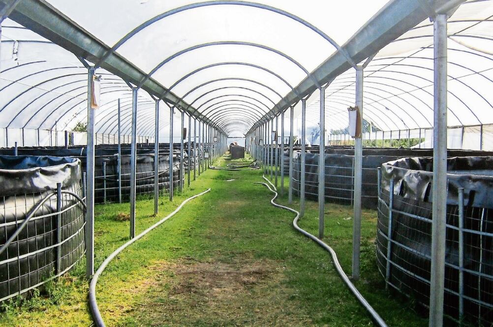 Senasica y Sagarpa instan a los productores de tilapia a tomar medidas sanitarias correctas para evitar pérdidas en la producción. (ESPECIAL)