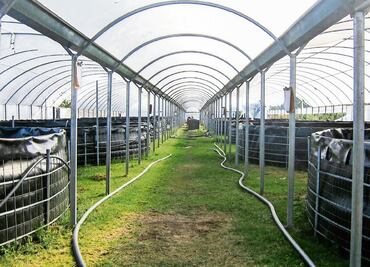 Detectan virus de la tilapia del lago