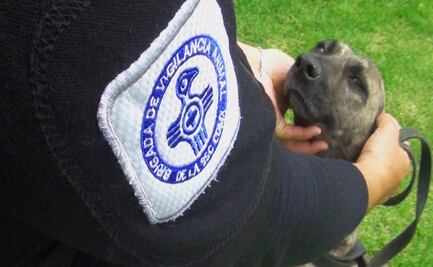 Brigada de Vigilancia Animal de CDMX rescató más de 250 animales en 2024; se concretaron más de 103 adopciones 