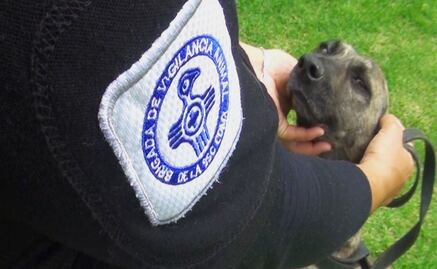 Brigada de Vigilancia Animal de CDMX rescató más de 250 animales en 2024; se concretaron más de 103 adopciones 