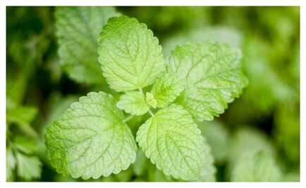 7 propiedades que no conocías de la menta