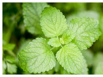 7 propiedades que no conocías de la menta