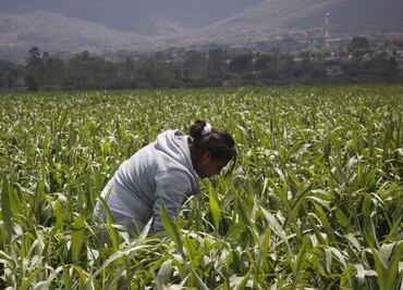 Urge apoyo a mujeres del campo ante precariedad que enfrentan: PT