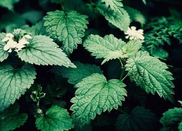 La planta con mala reputación que cura el dolor muscular; ayuda a aumentar el colágeno