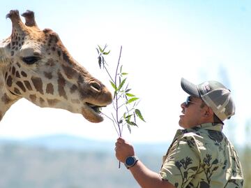 ¿Cómo es Africam Safari, parque que proponen como nuevo hogar de la jirafa "Benito"?