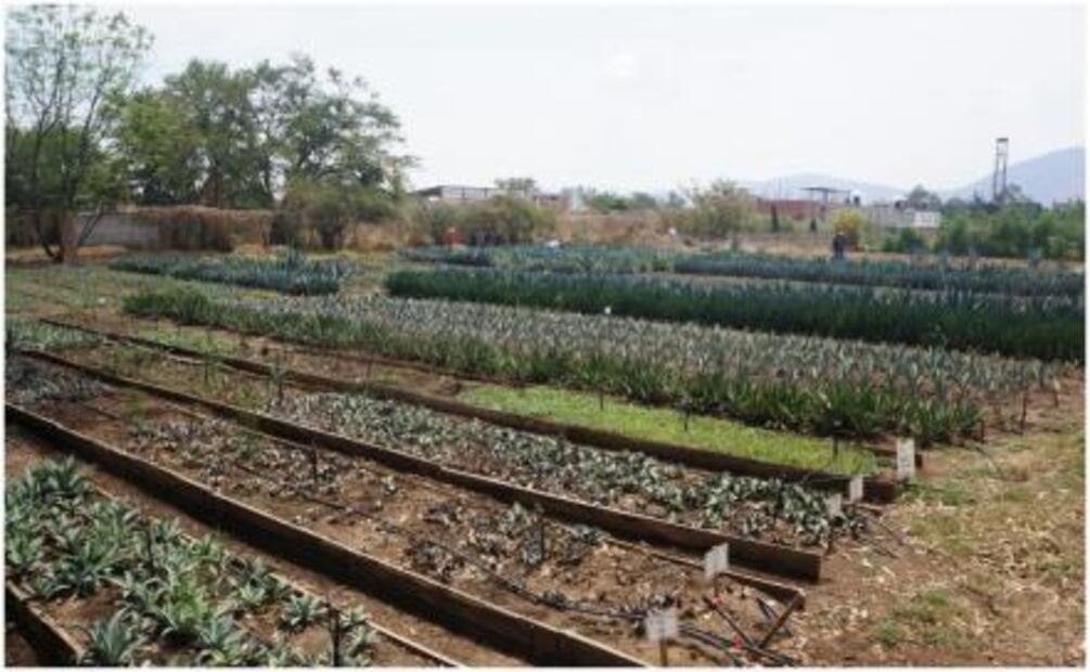 Sin maguey no hay mezcal