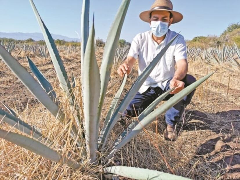 Le apuestan al Istmo para producir mezcal