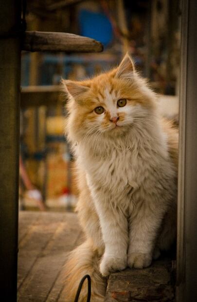 Mundial: esta es la razón por la que hay superpoblación de gatos callejeros en Qatar 