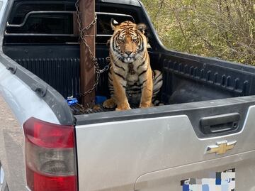 Rescatan a tigre de bengala que era trasladado con cadenas durante persecución en Culiacán