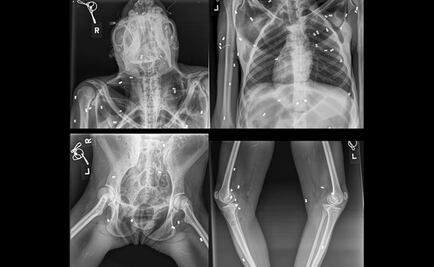 Rescatan a orangutana atacada con 74 disparos junto a su cría en Indonesia