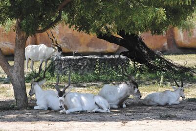 Toman medidas en zoológicos por ola de calor