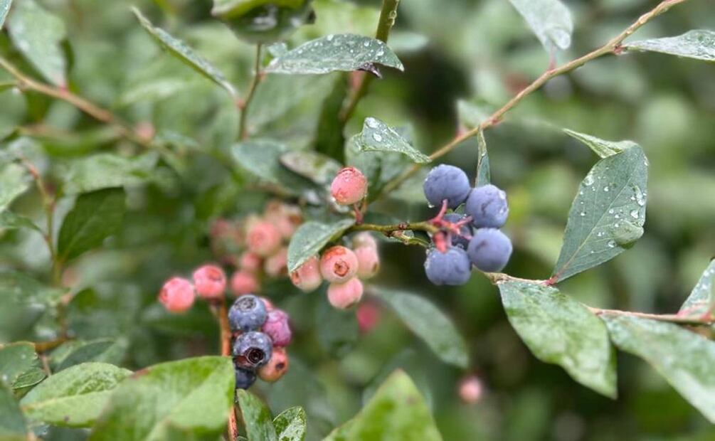La "Blue Ruta" en Zacatlán de las Manzanas, Puebla, es una de las principales rutas agroturísticas sobre la pisca de mora azul en la entidad. Foto: Alan Nájera / El Universal