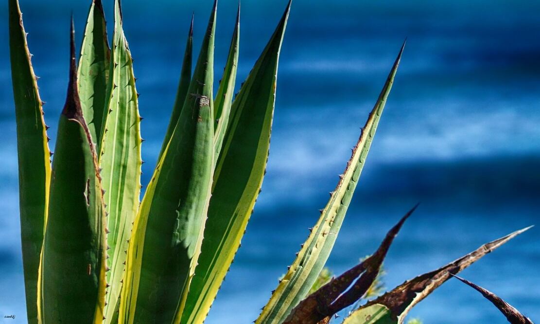 El comiteco es una bebida derivada de la planta de maguey. Foto: Flickr