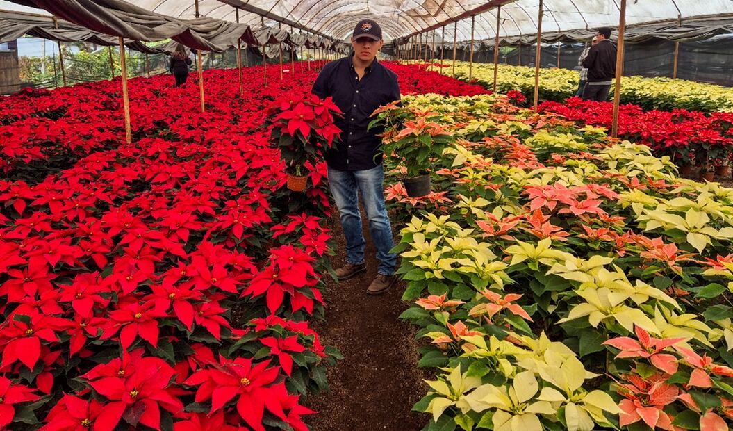 Venta de nochebuena en Xochimilco. Foto: Jorge Medellín/EL UNIVERSAL