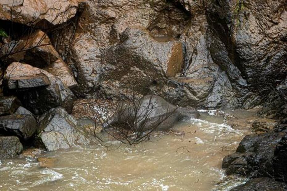 Hallan otros 5 elefantes muertos en cascada de Tailandia; van 11