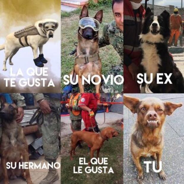Los logros y los memes de la perrita Frida, un fenómeno en la memoria mexicana