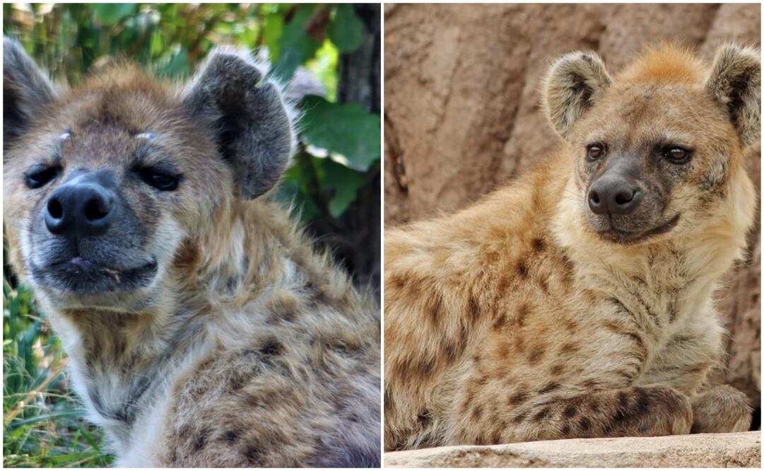 Todo empezó cuando los animales atacaron a un habitante del pueblo, que pidió ayuda "a gritos" porque la manada "superaba las 20 hienas". Foto: Ilustrativa / Twitter @DenverZoo