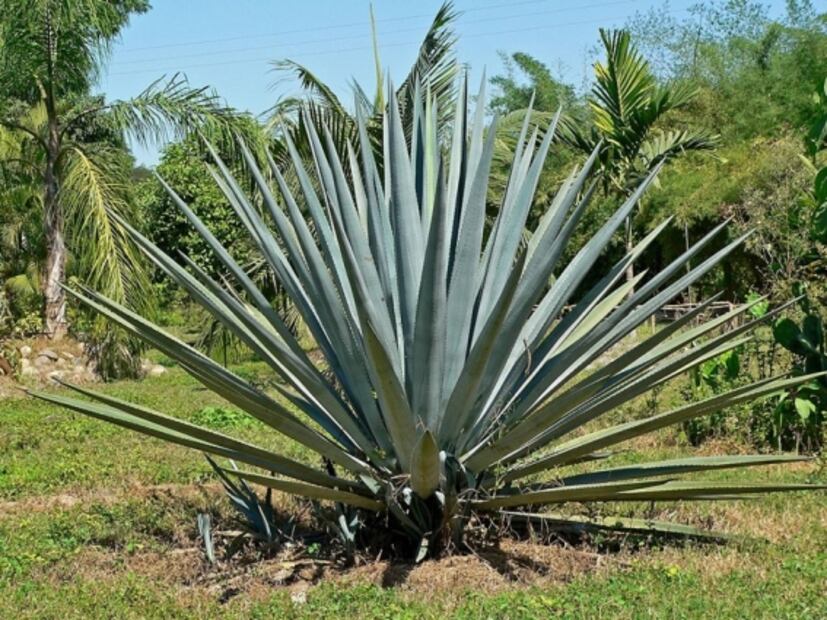10 cosas que no sabías sobre el tequila
