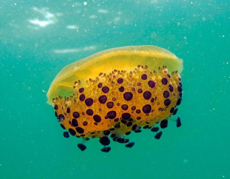 El ciclo de vida de la medusa huevo frito es fascinante y complejo. Fuente: Freepik.
