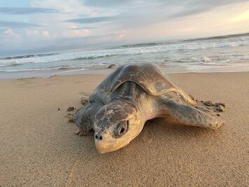 Hallan tortuga muerta en playas de la Isla del Amor en Veracruz; analizan causas de su fallecimiento 