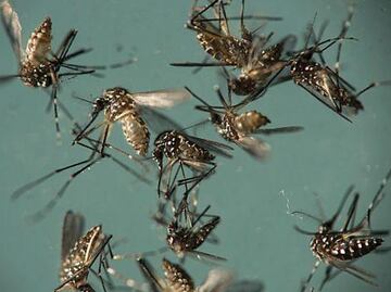 Google liberará 20 millones de mosquitos modificados para combatir el zika