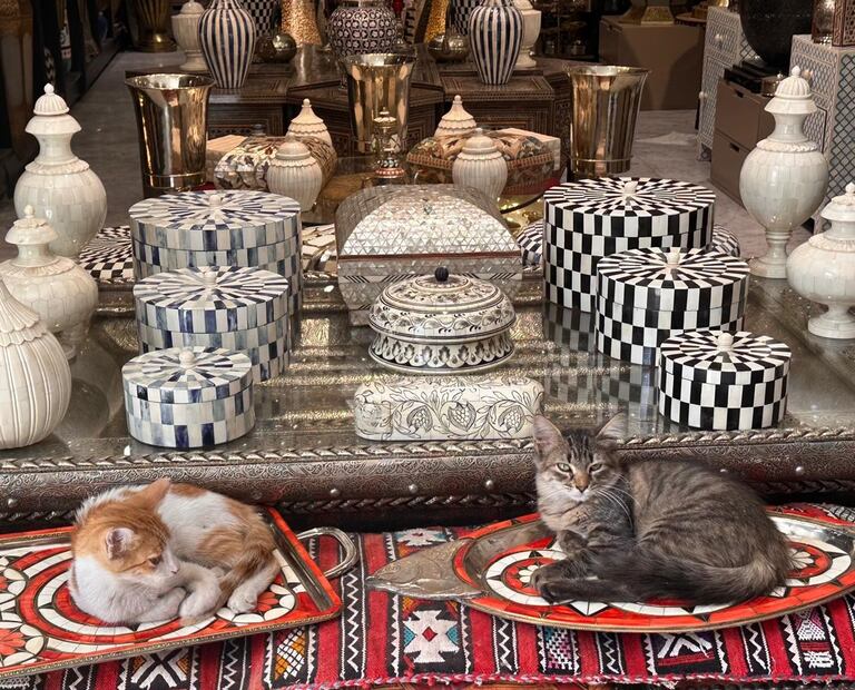 Gatos. Marrakech, Marruecos. P. Cendón