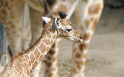 ¡El Zoológico de Chapultepec tiene un nuevo integrante! Sedema te invita a conocer a Jabari, la nueva jirafa bebé