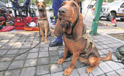 Tras apoyar en captura de Caro Quintero, perrita Max espera nuevas misiones
