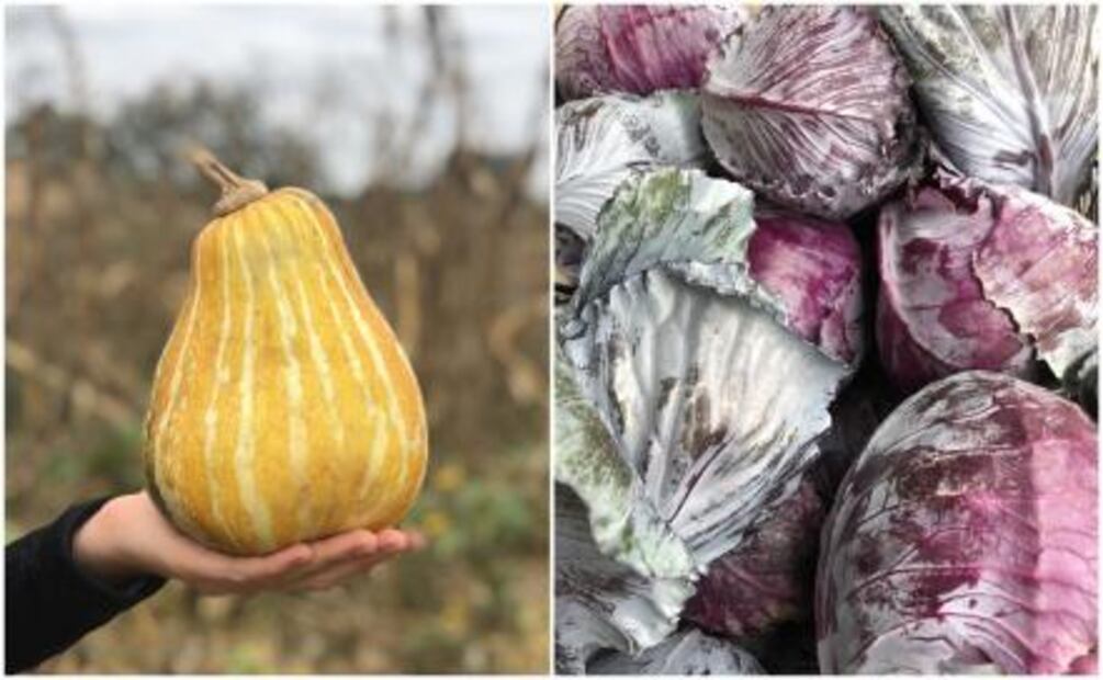 ¿Cuál es la diferencia entre vegano y vegetariano?