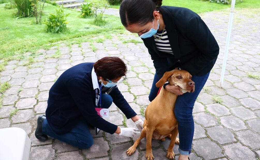Buscan vacunar contra la rabia a más de 2 millones 800 mil perros y gatos en el Edomex. Foto: Especial