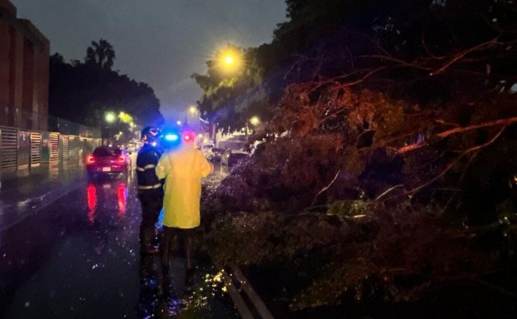 Debido a las fuertes lluvias registradas la tarde y noche de este martes, elementos de la Policía y del Cuerpo de Bomberos de la Ciudad de México apoyan en el retiro de un árbol caído.
Foto: Especial.