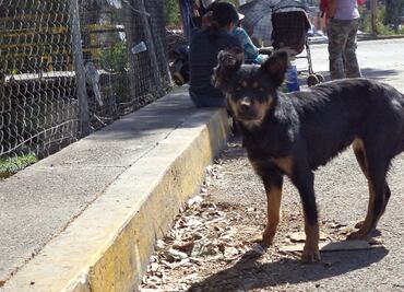 Urgen evitar abandono de perros y gatos por Covid-19 en CDMX