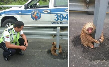 Oso perezoso perdido en Ecuador conmueve las redes