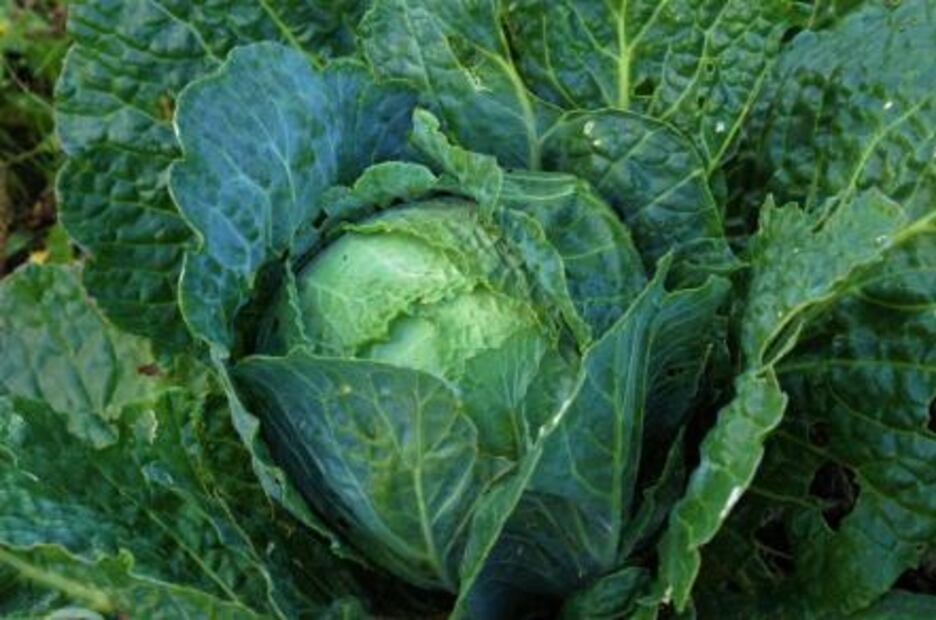 Alimentos ricos en calcio para perder grasa 