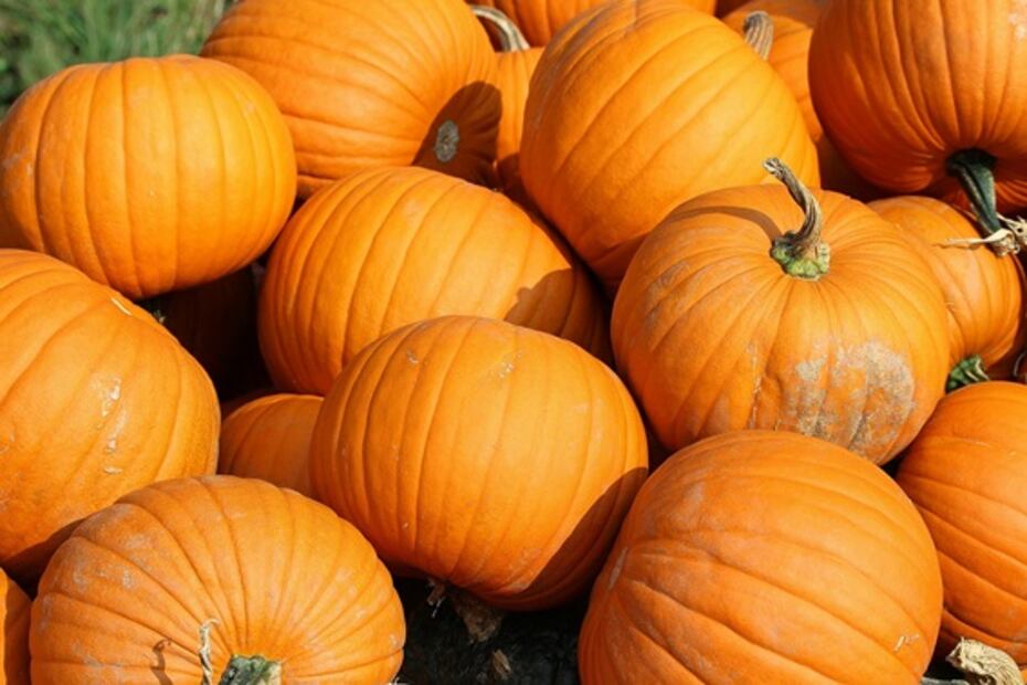 Come calabaza y pierde peso en esta temporada
