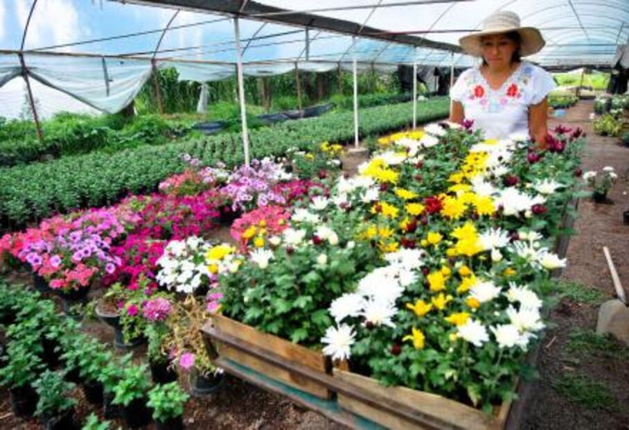 ​Reconocen a chinampas de CDMX como patrimonio mundial
