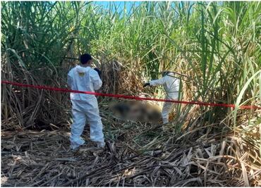 Trabajadores agrícolas de Navolato hallan cuerpo de mujer en cultivos de maíz; Fiscalía de Sinaloa inicia investigación