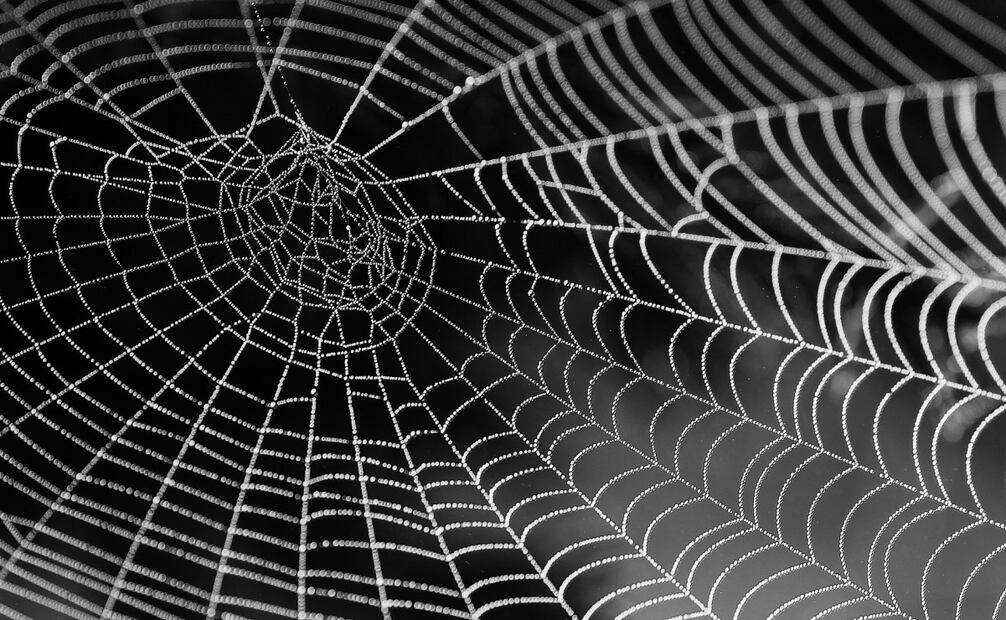 Aprende a identificar estos géneros de arácnidos. Foto: Archivo EL UNIVERSAL