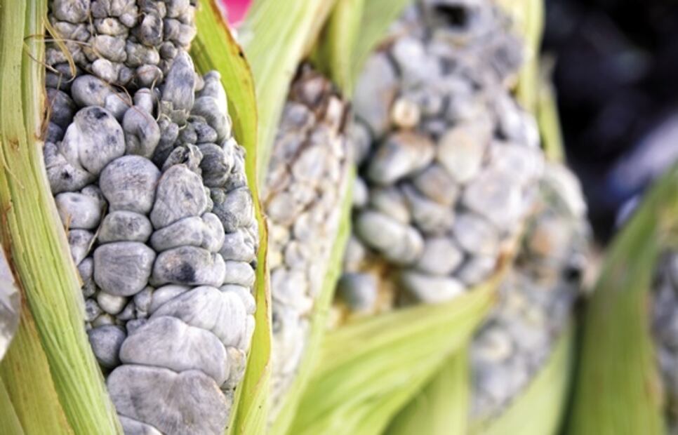 Descubre qué es el huitlacoche y cuáles son sus beneficios