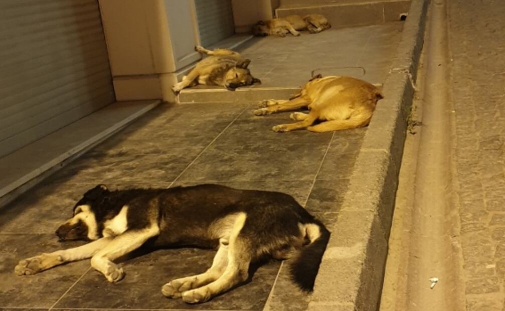Perros y gatos callejeros: las mascotas colectivas en Estambul