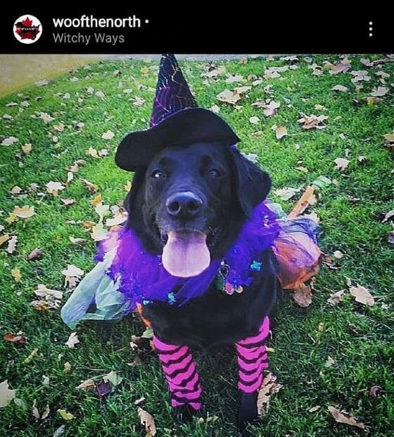 Los disfraces de Halloween más adorables para tu mascota