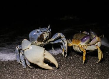 Anuncian veda de pesca del cangrejo azul; activistas piden vigilancia para que se cumpla