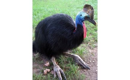 La crianza de pollos data del Pleistoceno tardío, hace 18 mil años