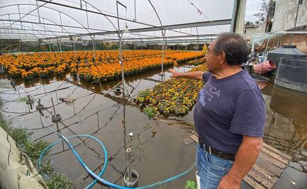 Lluvia inunda invernaderos de cempasúchil en Xochimilco; reportan pérdidas de casi medio millón de pesos