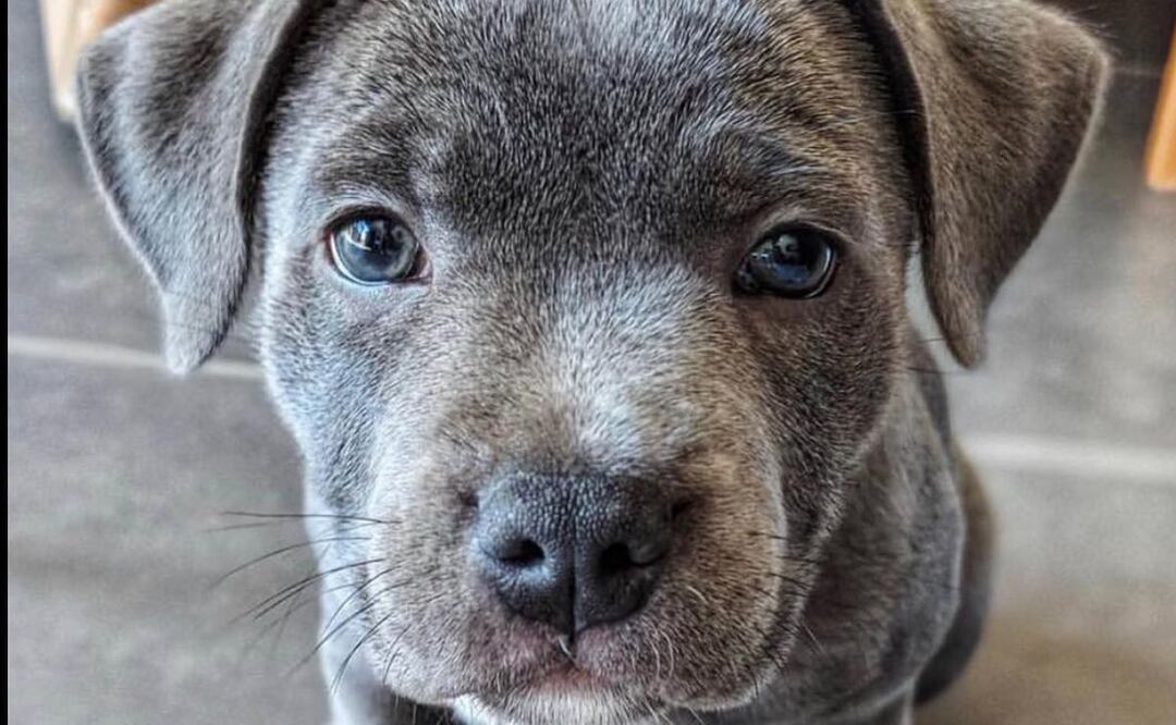 Un perrito salva a su dueño de ser atacado por un alce (Fuente Twitter @ShowmundialShow)