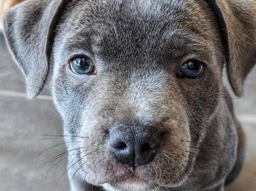 Perrito salva a su dueño de ser atacado en la nieve por un animal salvaje