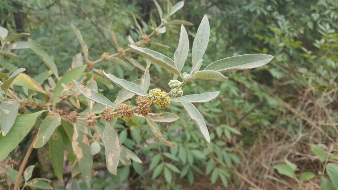 La herbolaria es un método de cuidado de la salud practicado por ancestros de todas las culturas. Antes de tener medicamentos elaborados cuidadosamente en laboratorios, las hierbas y remedios caseros descubiertos y probados de forma empírica eran los resp