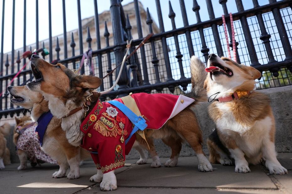Ruffus, un Corgi Cardiganshire participa en un desfile de perros corgi frente al Palacio de Buckingham en memoria de la difunta Reina Isabel II, frente al Palacio de Buckingham en Londres, el 3 de septiembre de 2023. FOTO: ALASTAIR GRANT. AP